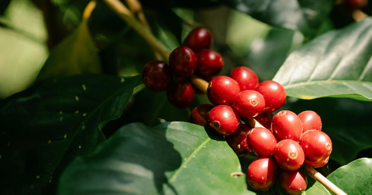 Coffee Plant