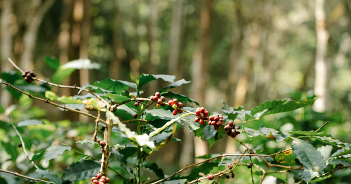 Coffee Cultivation on the Farm
