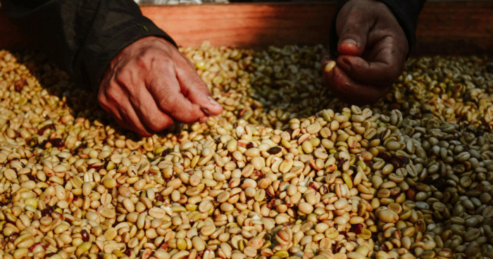 Coffee Farmer Milling and Sorting Coffee Beans