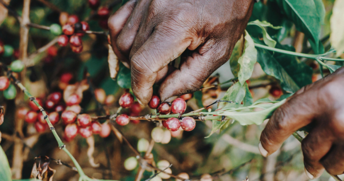 Coffee Farmer Harvesting Coffee Cherries