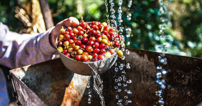 Coffee Farmer Processing the Cherries